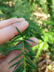 Taxus floridana