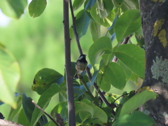 Periparus ater