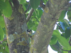 Periparus ater