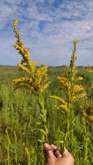 Solidago chilensis