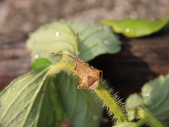 Syromastus rhombeus
