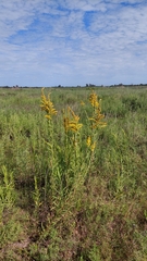 Solidago chilensis
