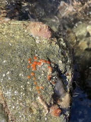 Metandrocarpa