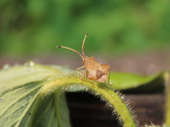Syromastus rhombeus