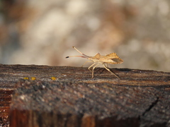 Syromastus rhombeus