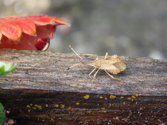 Syromastus rhombeus
