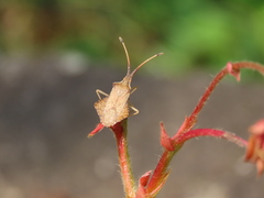 Syromastus rhombeus