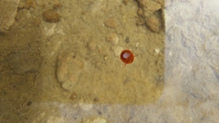 Hydrachnidae