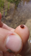 Hydrachnidae