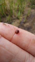 Hydrachnidae