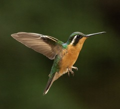 Lampornis