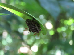 Mischocyttarus phthisicus