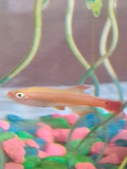 Tanichthys albonubes