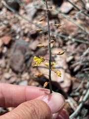 Hoffmannseggia intricata