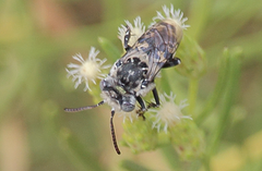 Isepeolus luctuosus