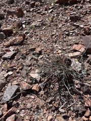 Hoffmannseggia intricata