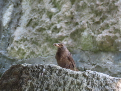 Turdus merula