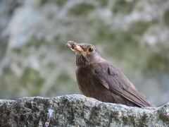 Turdus merula