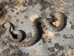 Natrix helvetica cetti