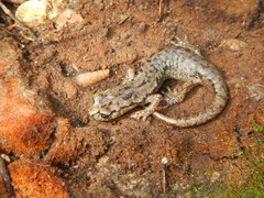 Speleomantes genei