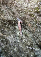 Probosciphaedusa mulini