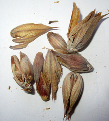 Blepharis petalidioides