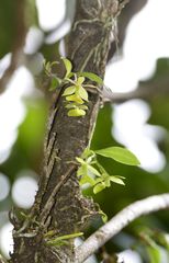Epidendrum jamaicense