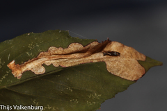 Coptotriche berberella