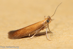 Coptotriche berberella