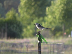Mimus polyglottos