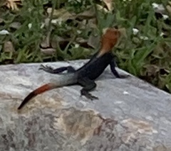 Agama picticauda