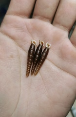 Probosciphaedusa mulini