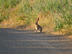 Lepus californicus
