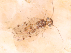 Psocodea