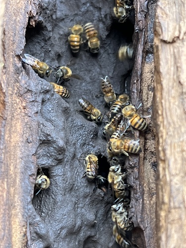 West African Honey Bee