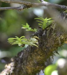 Dichaea hookeri
