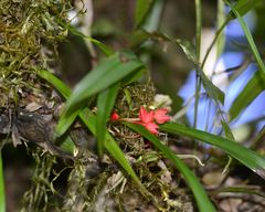 Maxillaria coccinea