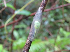 Gaeotis nigrolineata