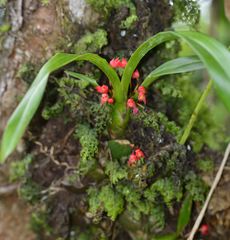 Maxillaria coccinea
