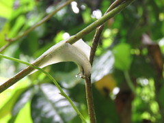 Gaeotis nigrolineata