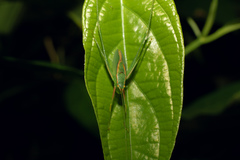 Engonia