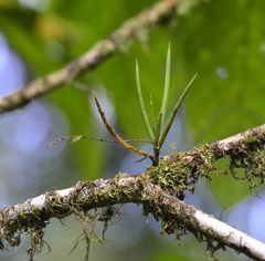 Ionopsis satyrioides