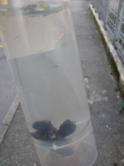 Bithynia tentaculata