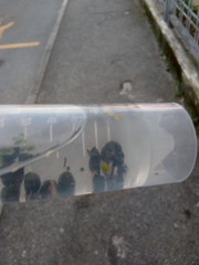 Bithynia tentaculata