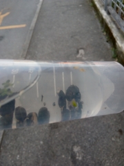 Bithynia tentaculata