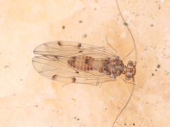 Psocodea