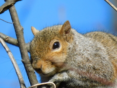 Sciurus carolinensis