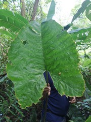 Xanthosoma sagittifolium
