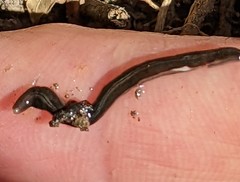 Kontikia ventrolineata