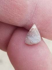 Calliostoma zizyphinum